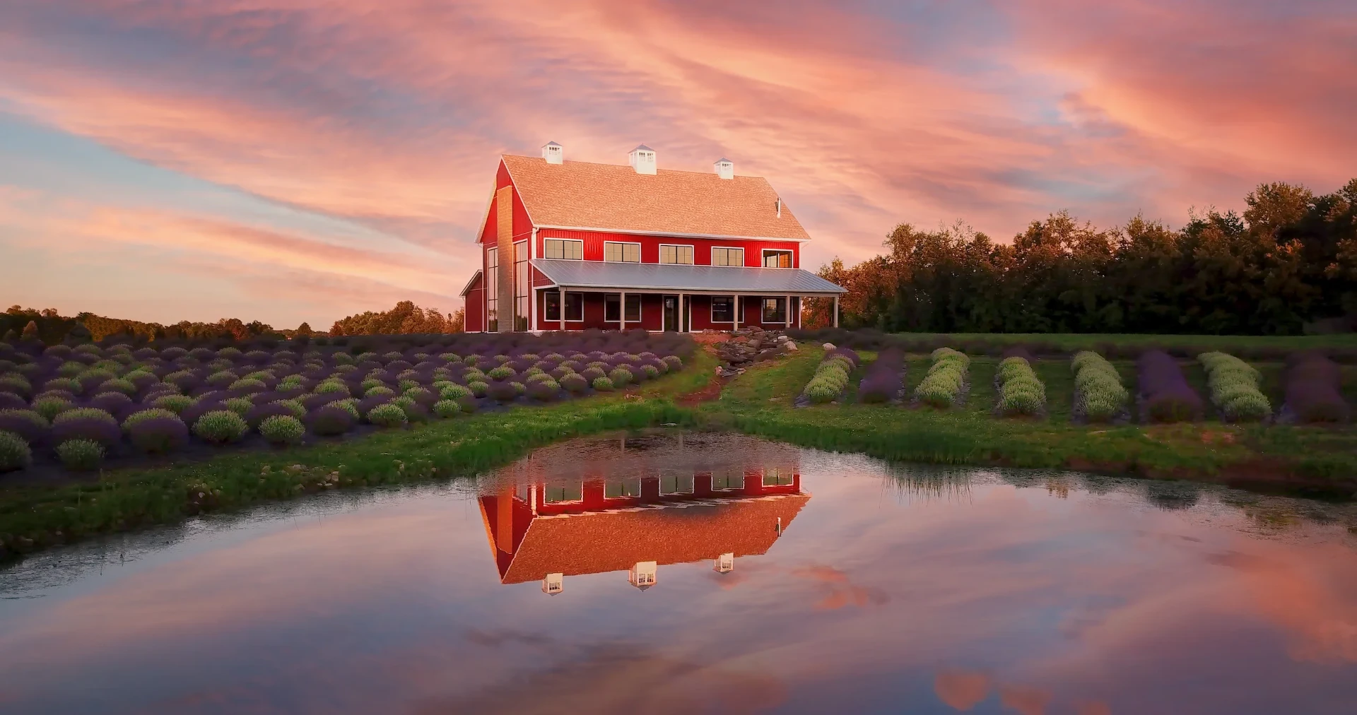 Lavender Life farm at sunset — red barn production and customer experience facility reflected in a pond surrounded by rows of lavender